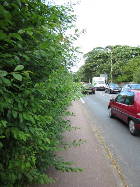 The photo for Overgrown vegetation on Dane Court Road cycle path.